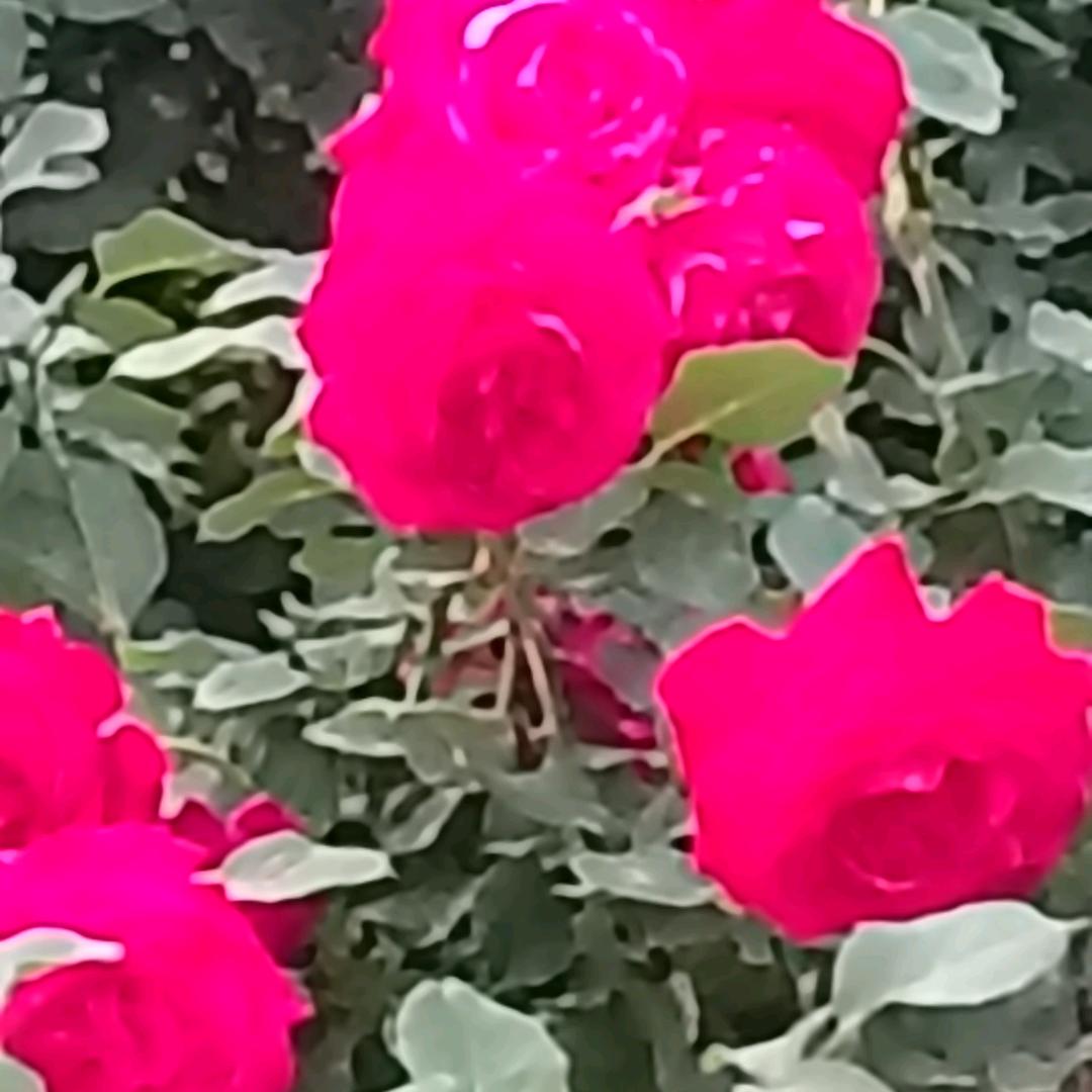 ও❤ 🕊ꦿꦼ一生᭄有李♥