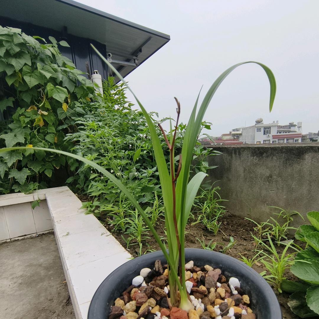 冰名气