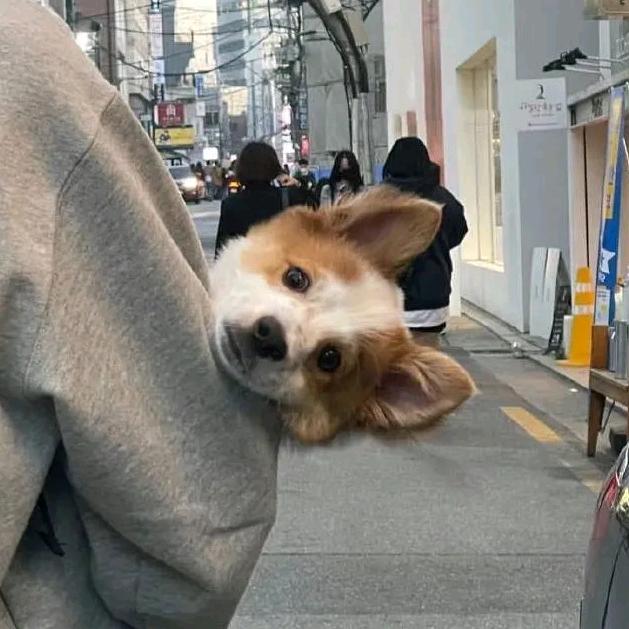 不吃带刺的鱼🐟