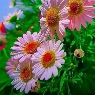 星星糖果酱.年年有钱，岁岁平安