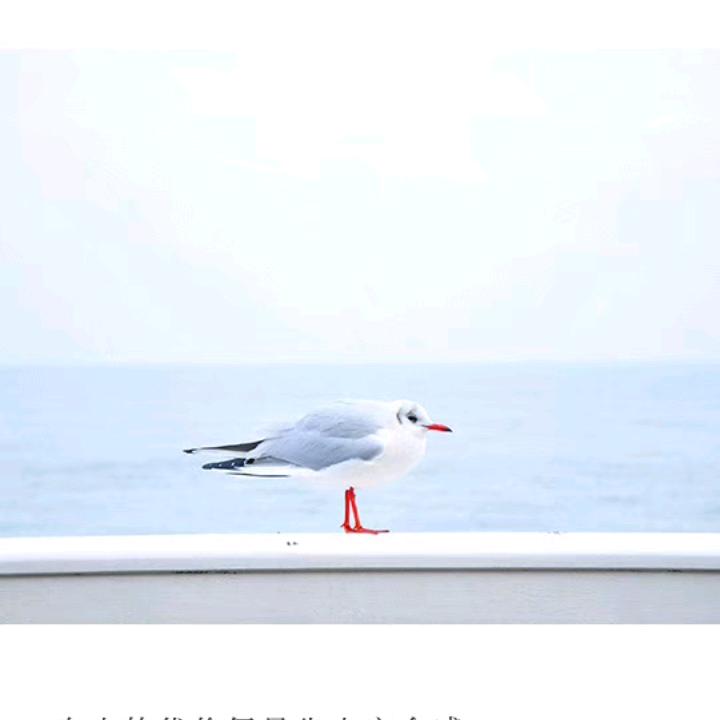 绵绵羊