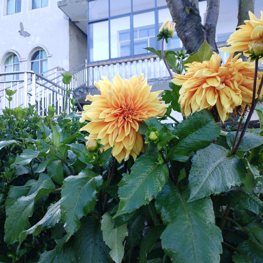 小米奇好物分享