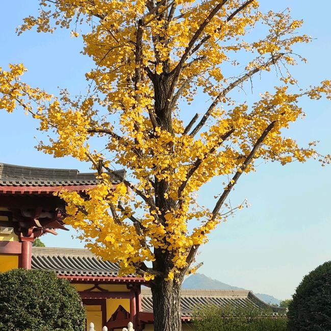 xu🌸