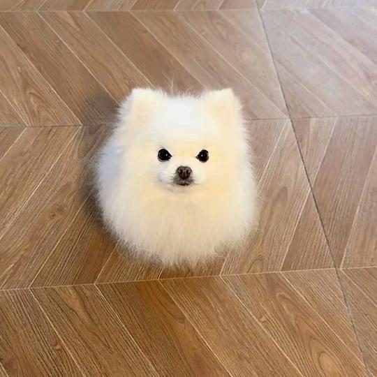 ▶︎修狗哥哥＼(°o°)／上万关注版◀︎
