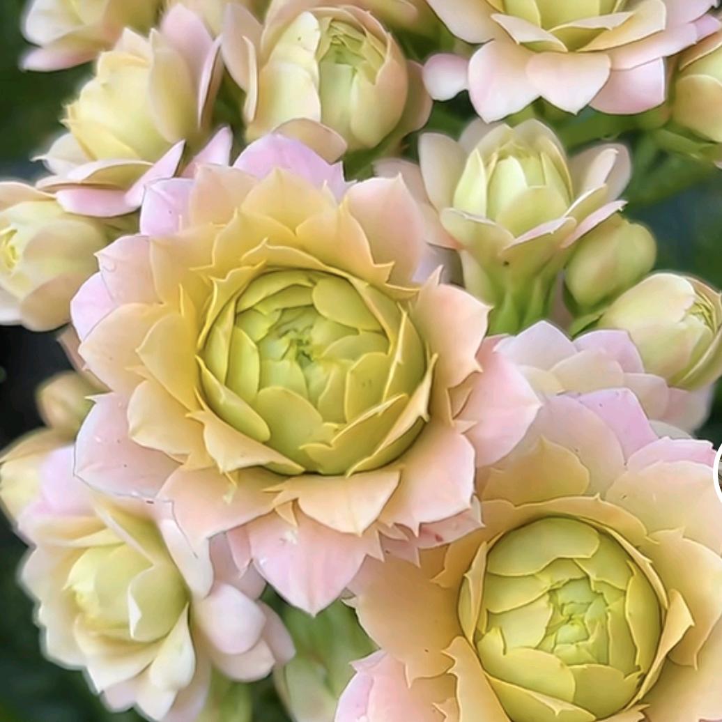 燕姐的长寿花