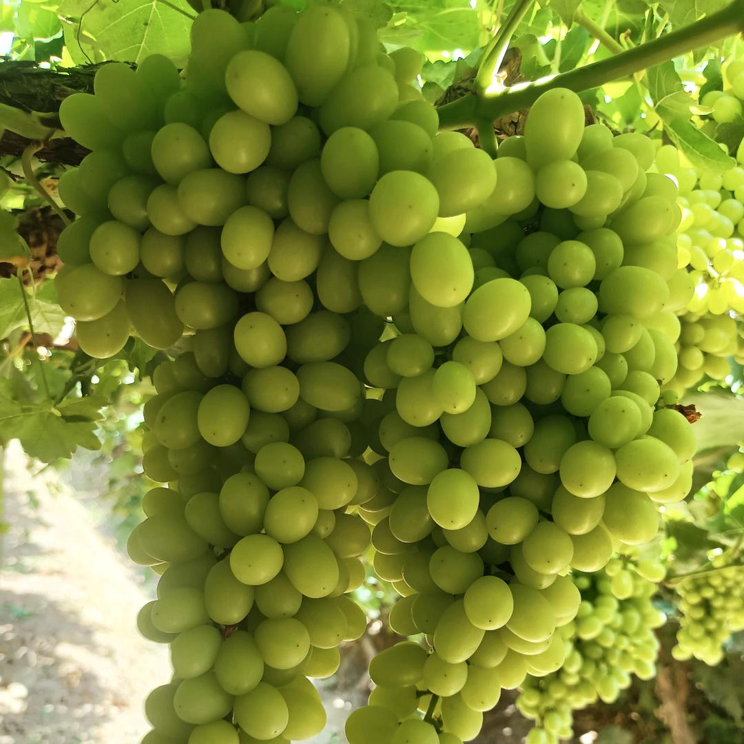 陌上清风雨曲折