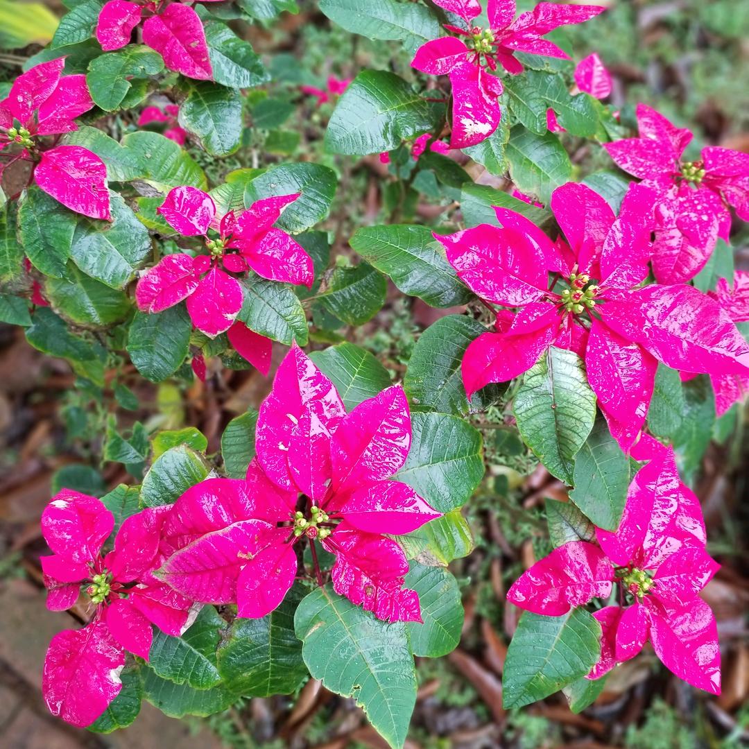 💋🌺🌹紫依兰💋🌹🎋🍁