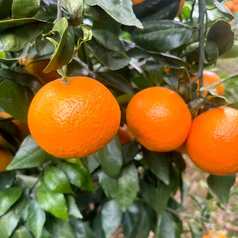 云南四季鲜果铺