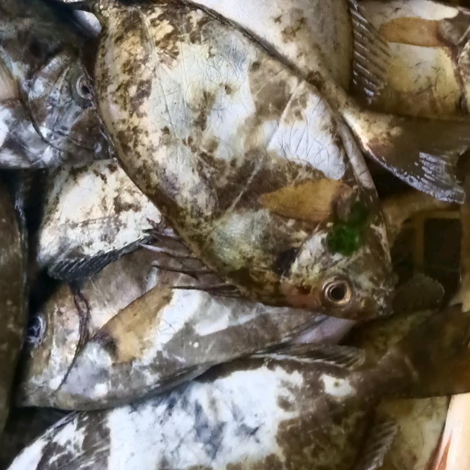 海 鲜 小 子🐠🐠