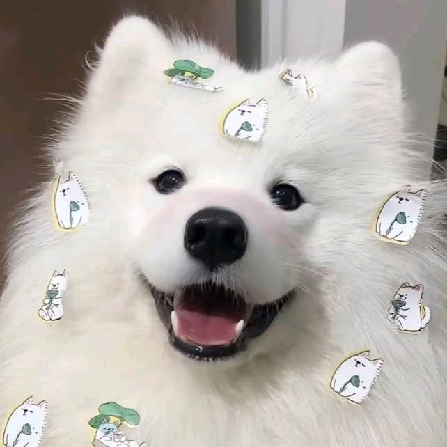 臭臭鱼
