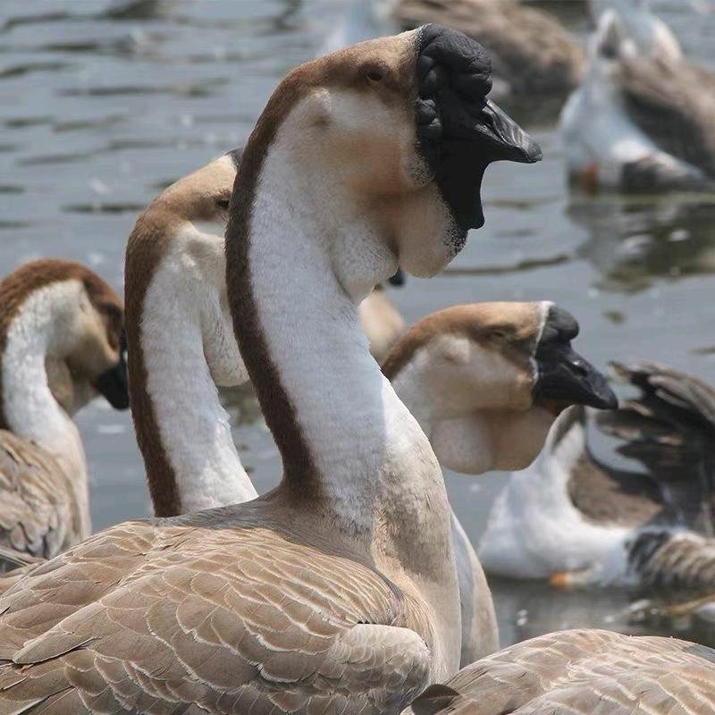 新疆富公鸡家禽销售有限公司