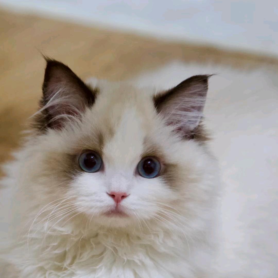 懒猫小贝