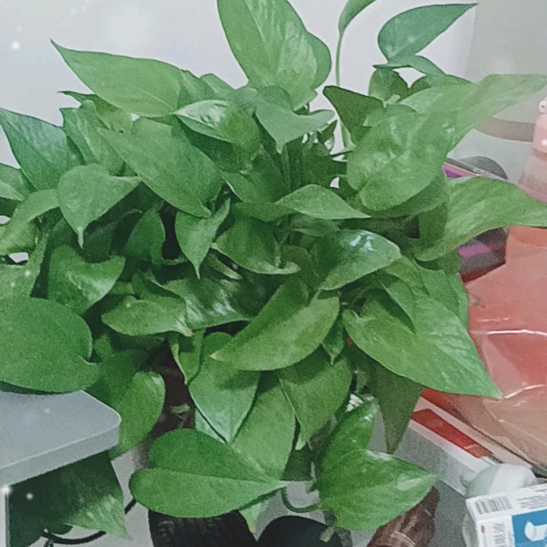 万古长青