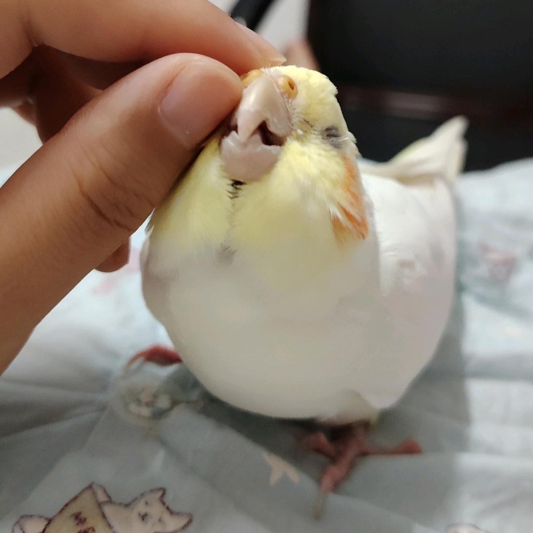 🐥🐥头像