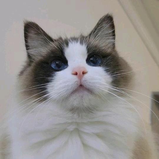 圆子猫