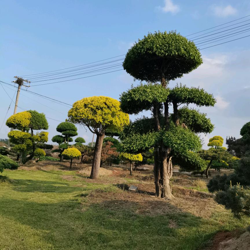 冰伈淚