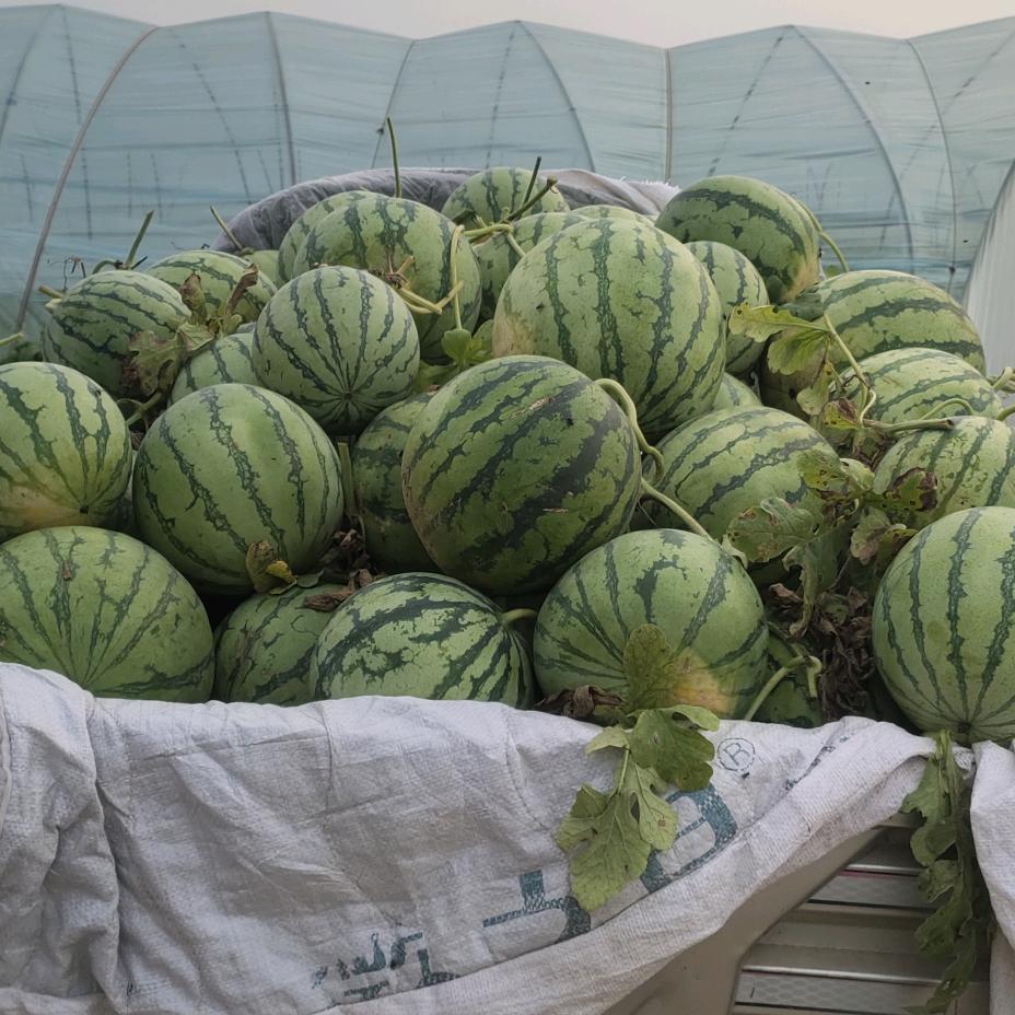 开心果（拒绝私聊）