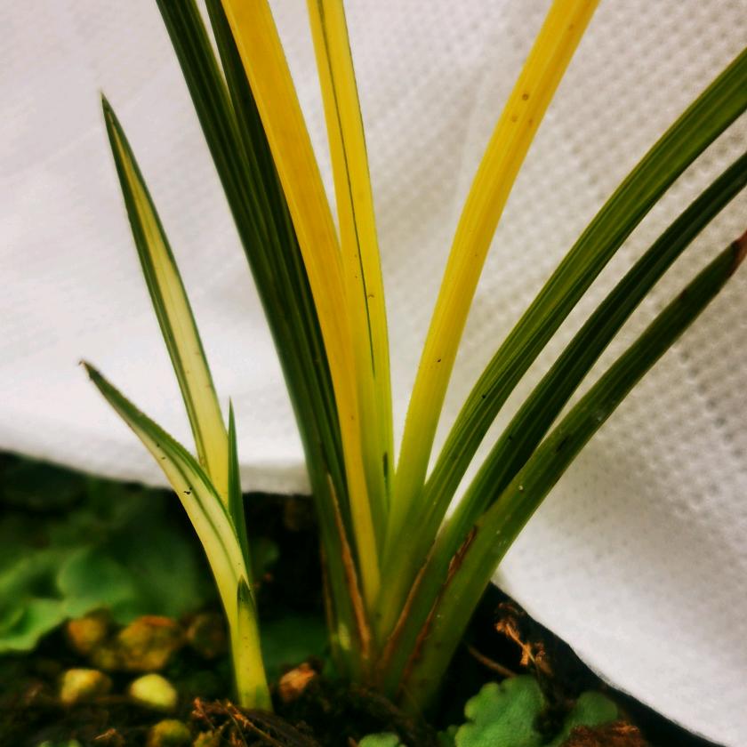 种兰花的吕伟