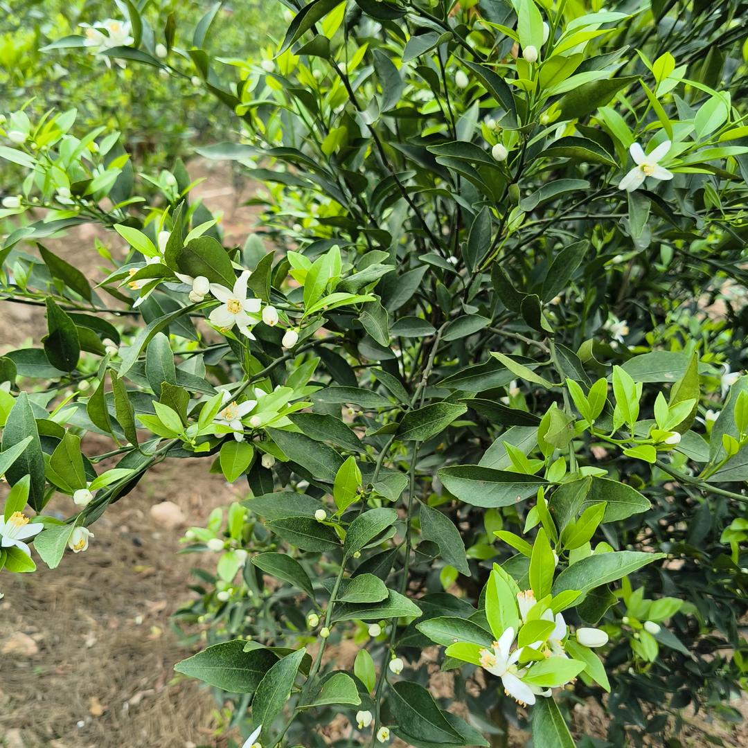 柑上品陈皮商行青山露水