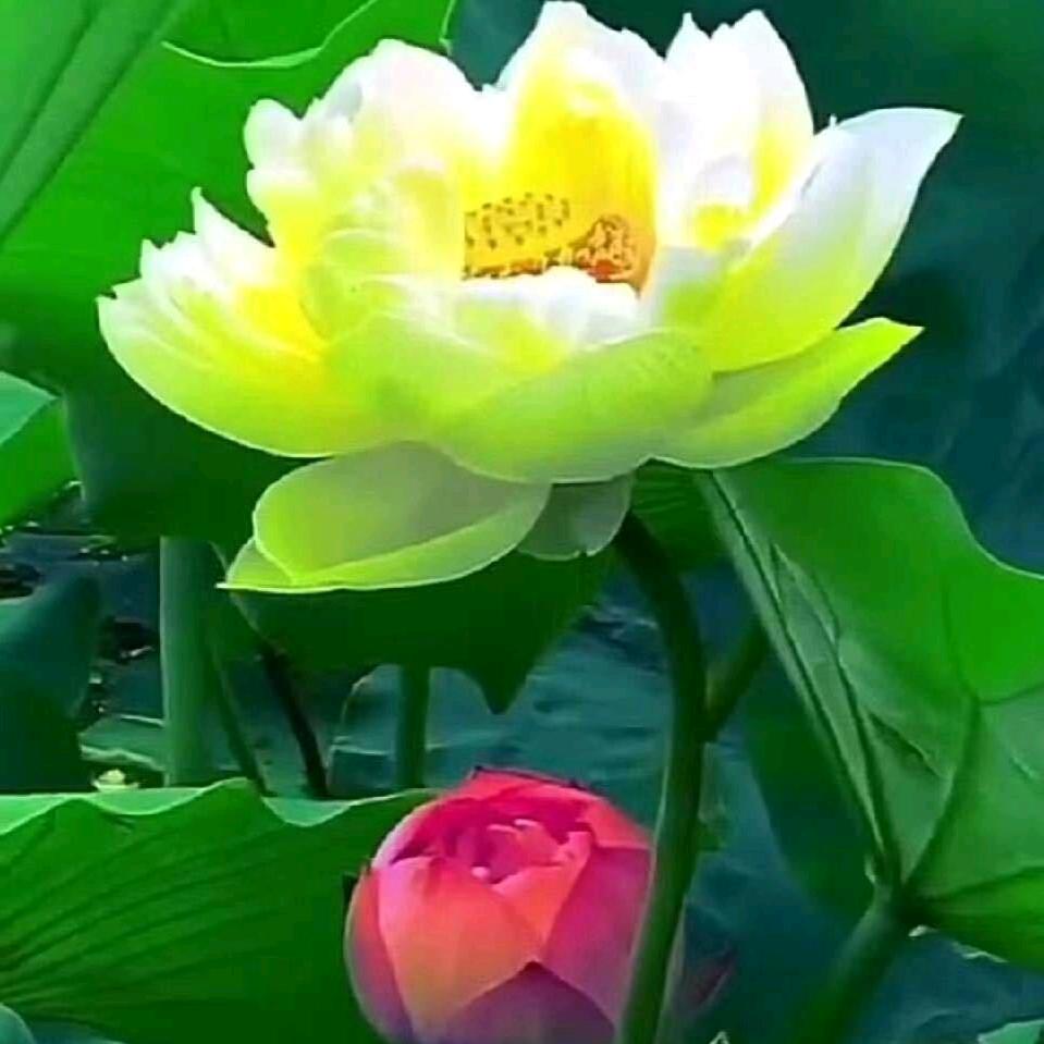 丽❤