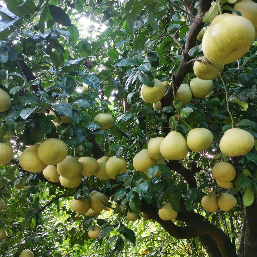 仙游园庄镇文旦柚场