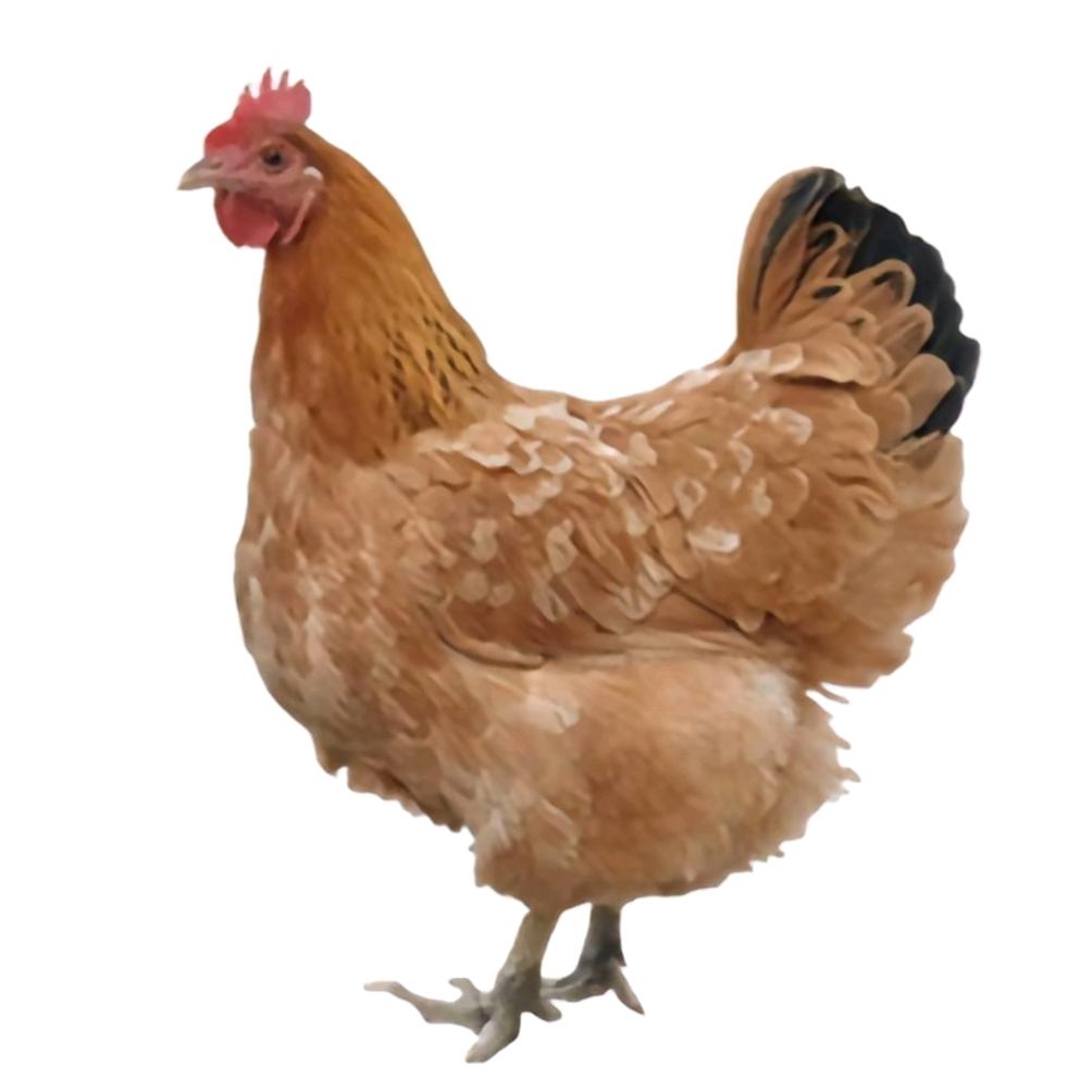 吉水鸡（陶喆见过我版）