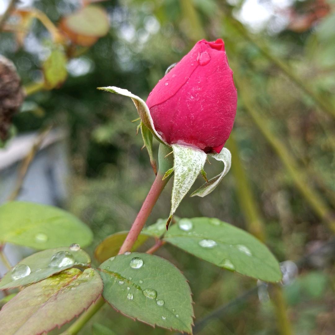 🌷稳稳的幸福🌷