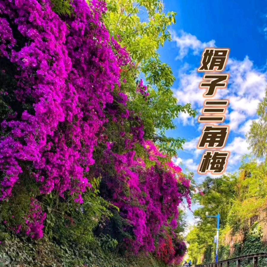 娟子三角梅