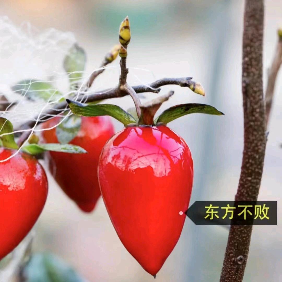 小红鸦柿