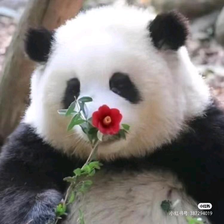 花花吃果果