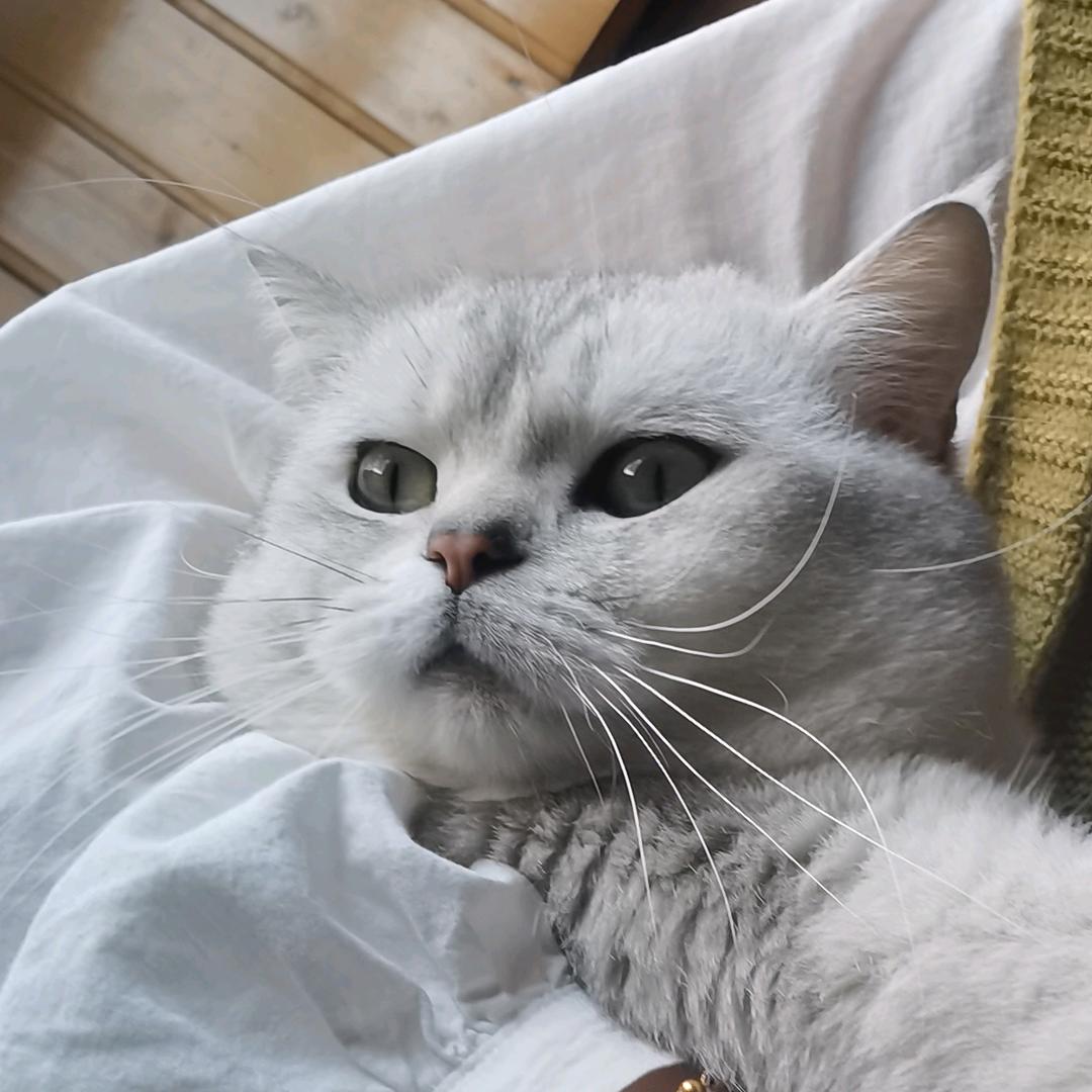 小胖不太胖