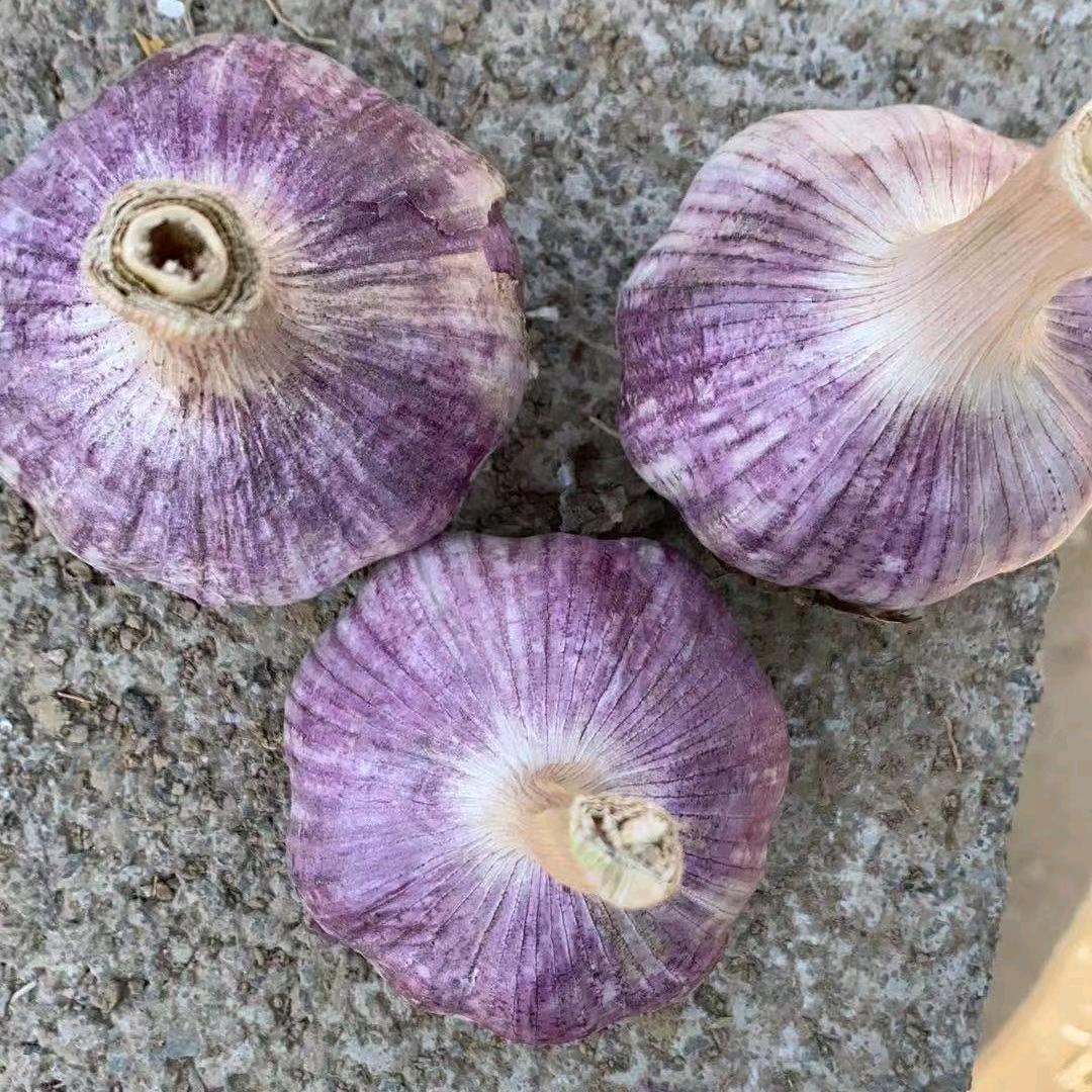 金乡盛远蒜业（胜月）