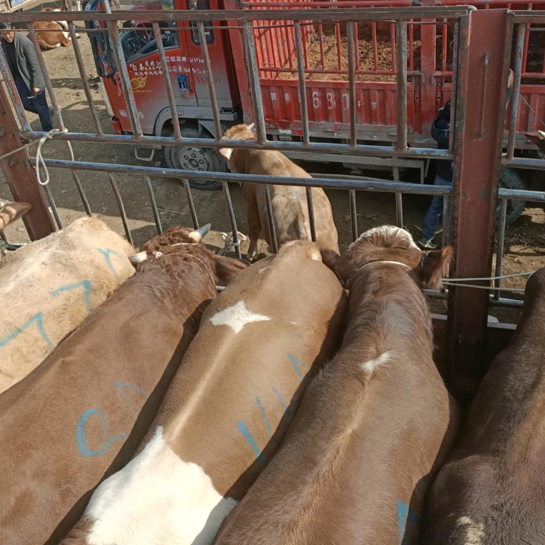 日常更新牛的价格