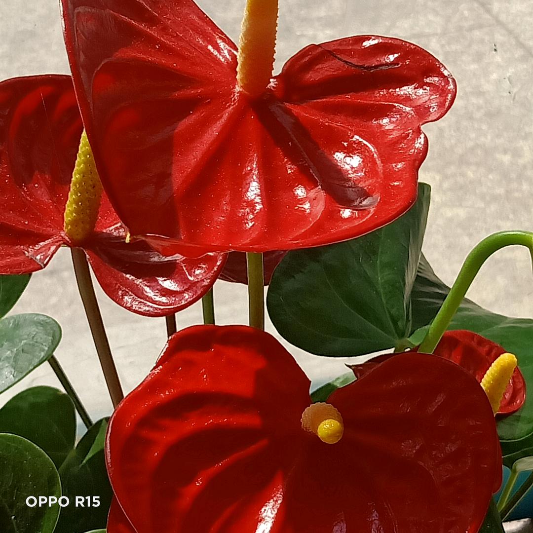 为了你