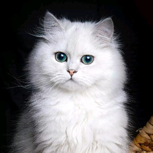 猫咪