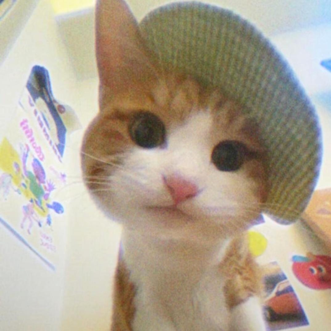 情雨天的猫🐾