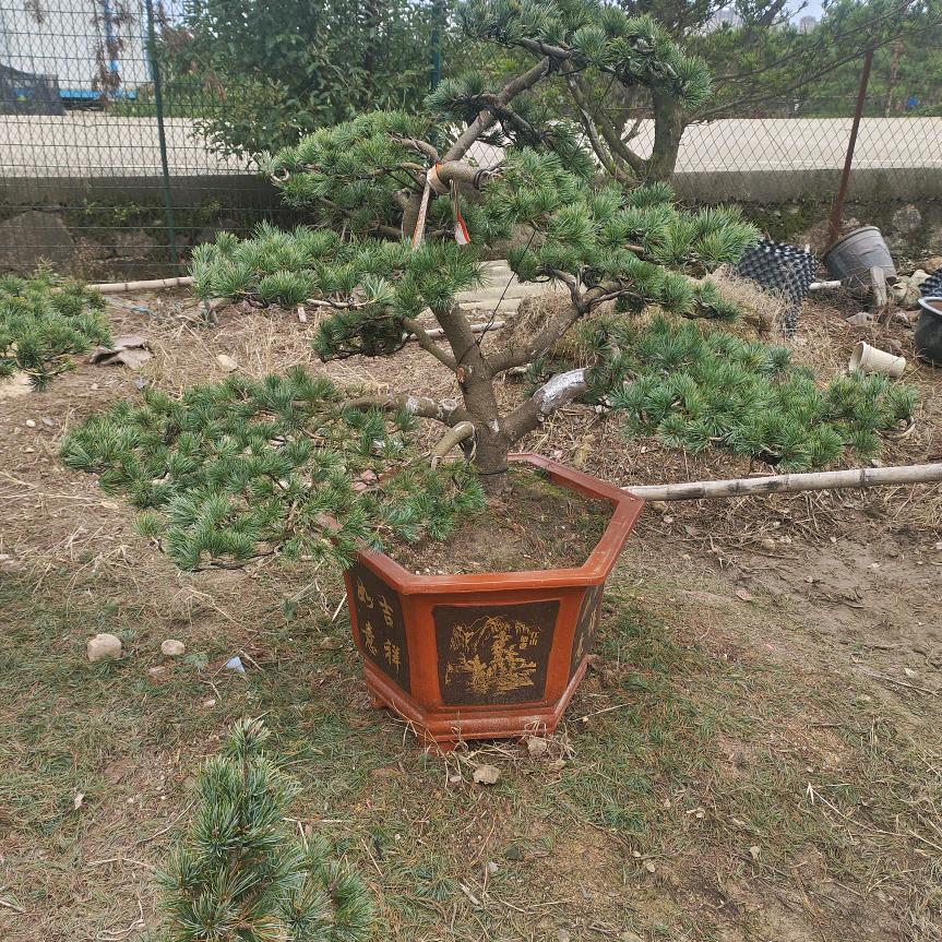 玖瑜盆景
