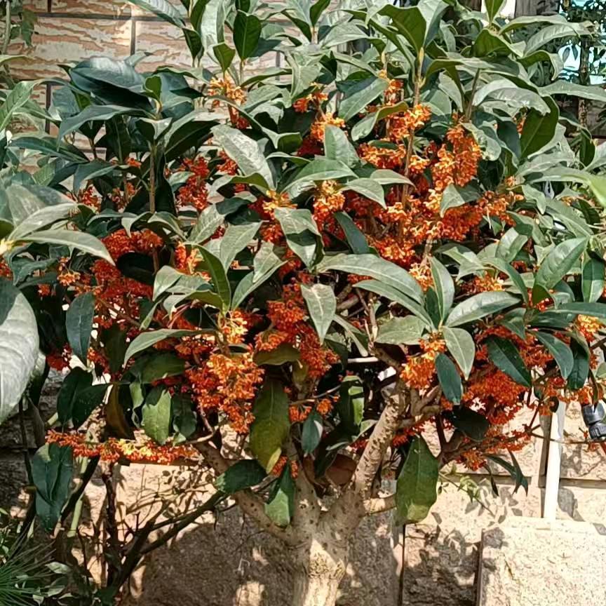 周小姐家的桂花园