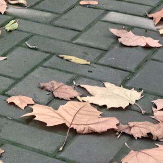 玩的飞