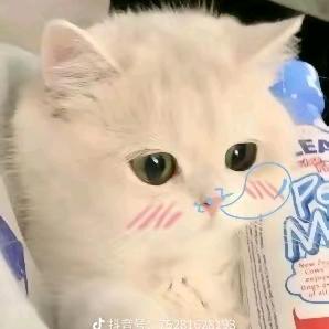 清晨淡酒