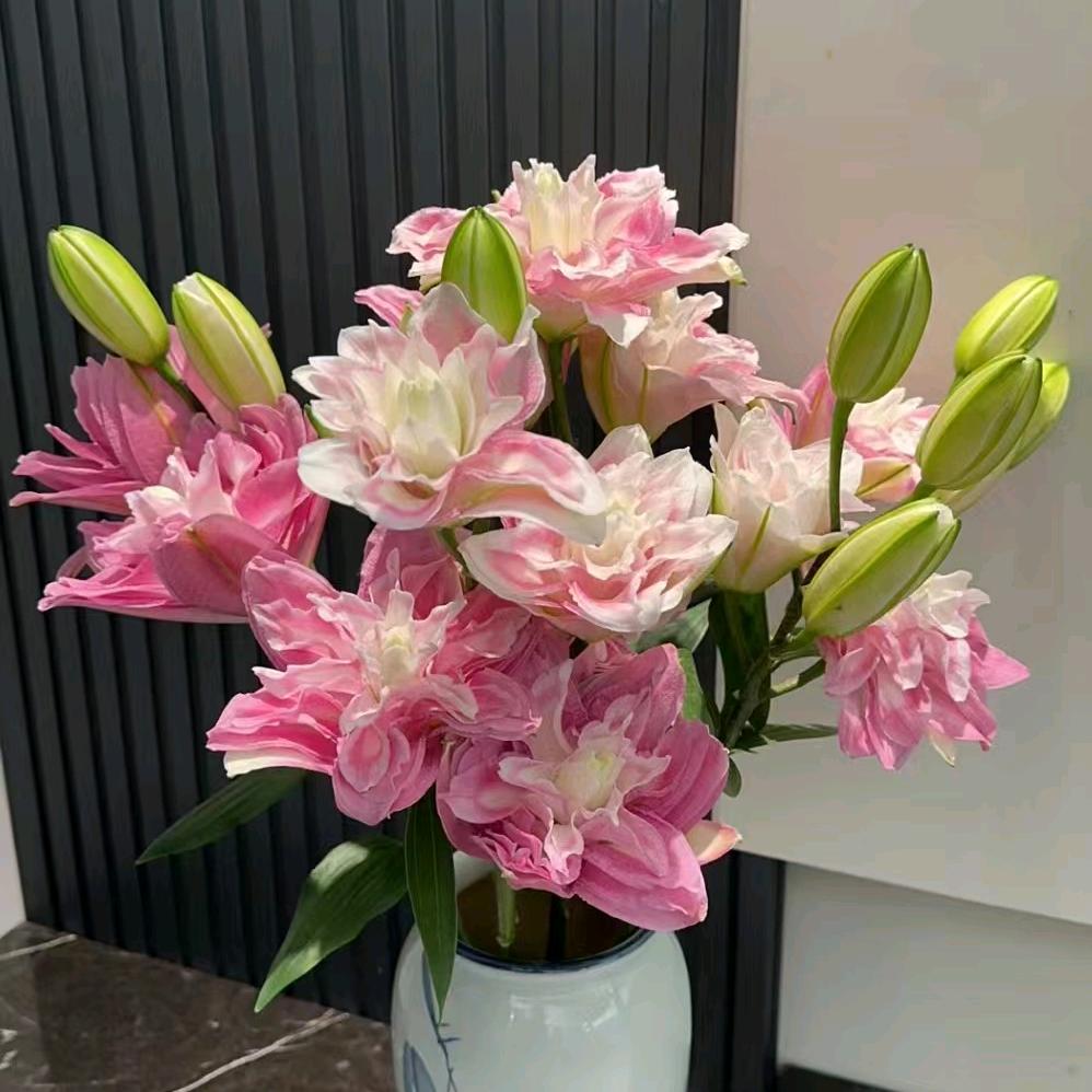 芷茹