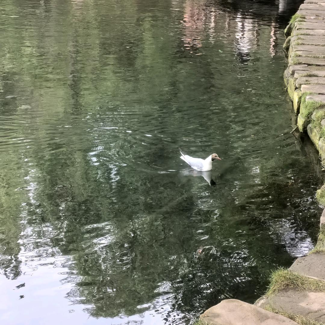 茉希