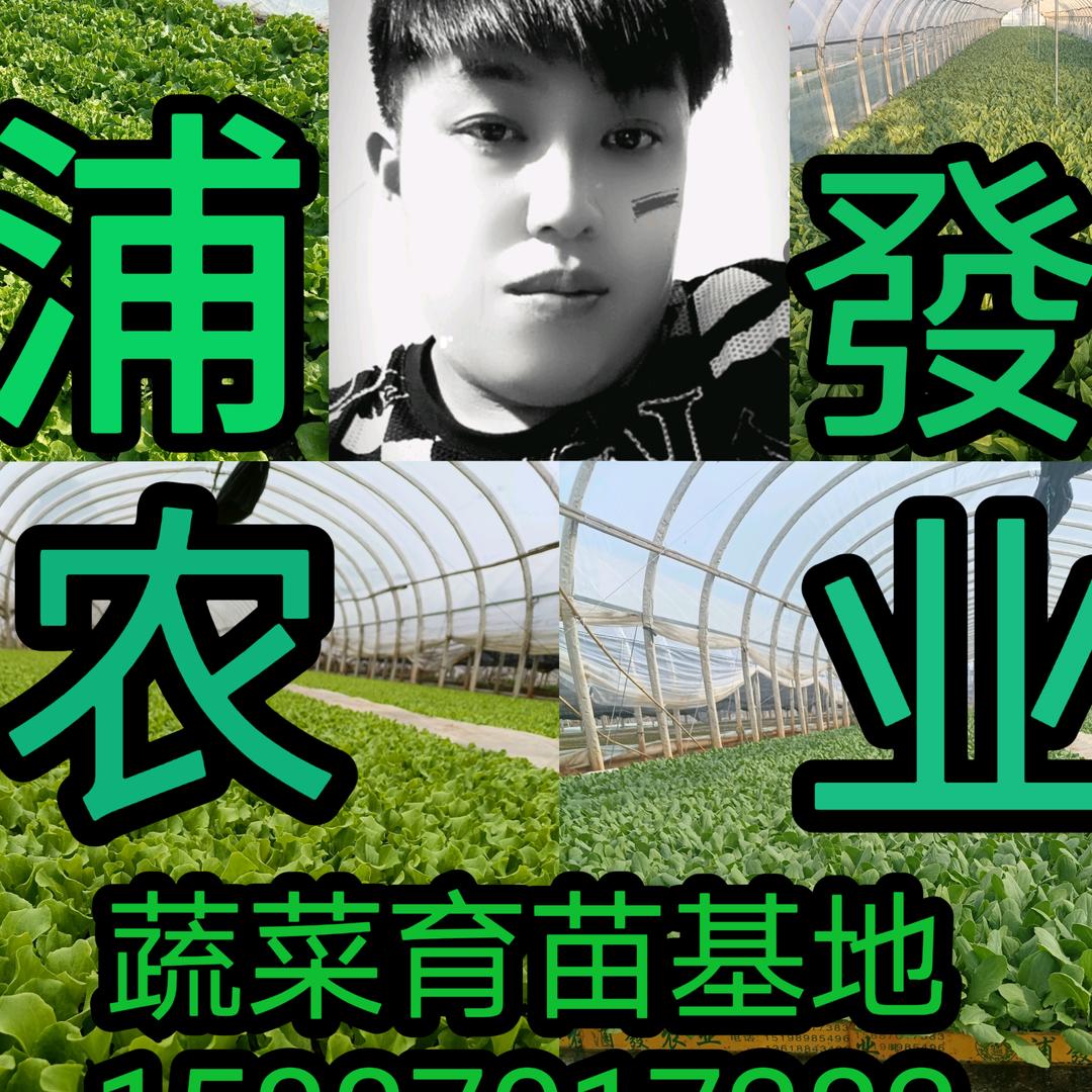 云南浦發蔬菜苗批发基地