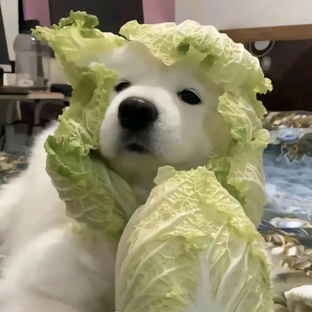 洋....