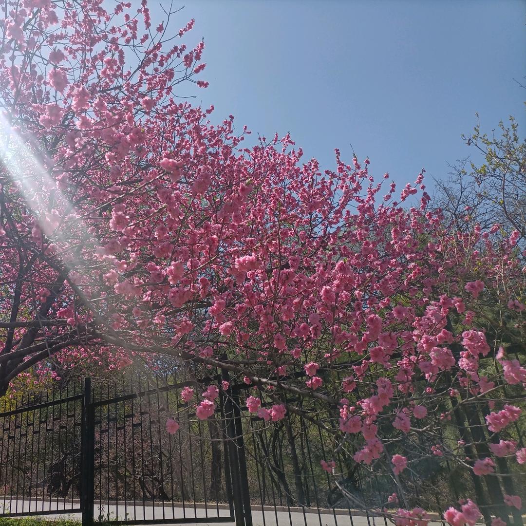 旭日东升⁵⁹²¹