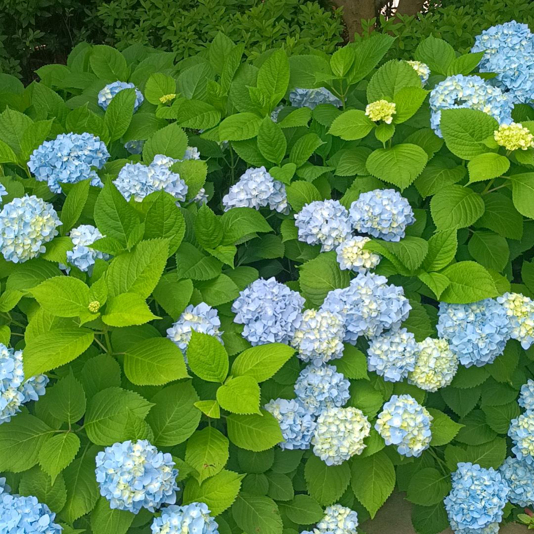 尹元元