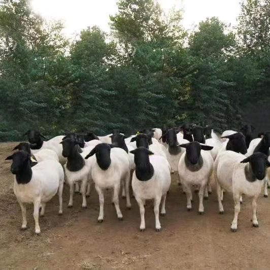 新农人