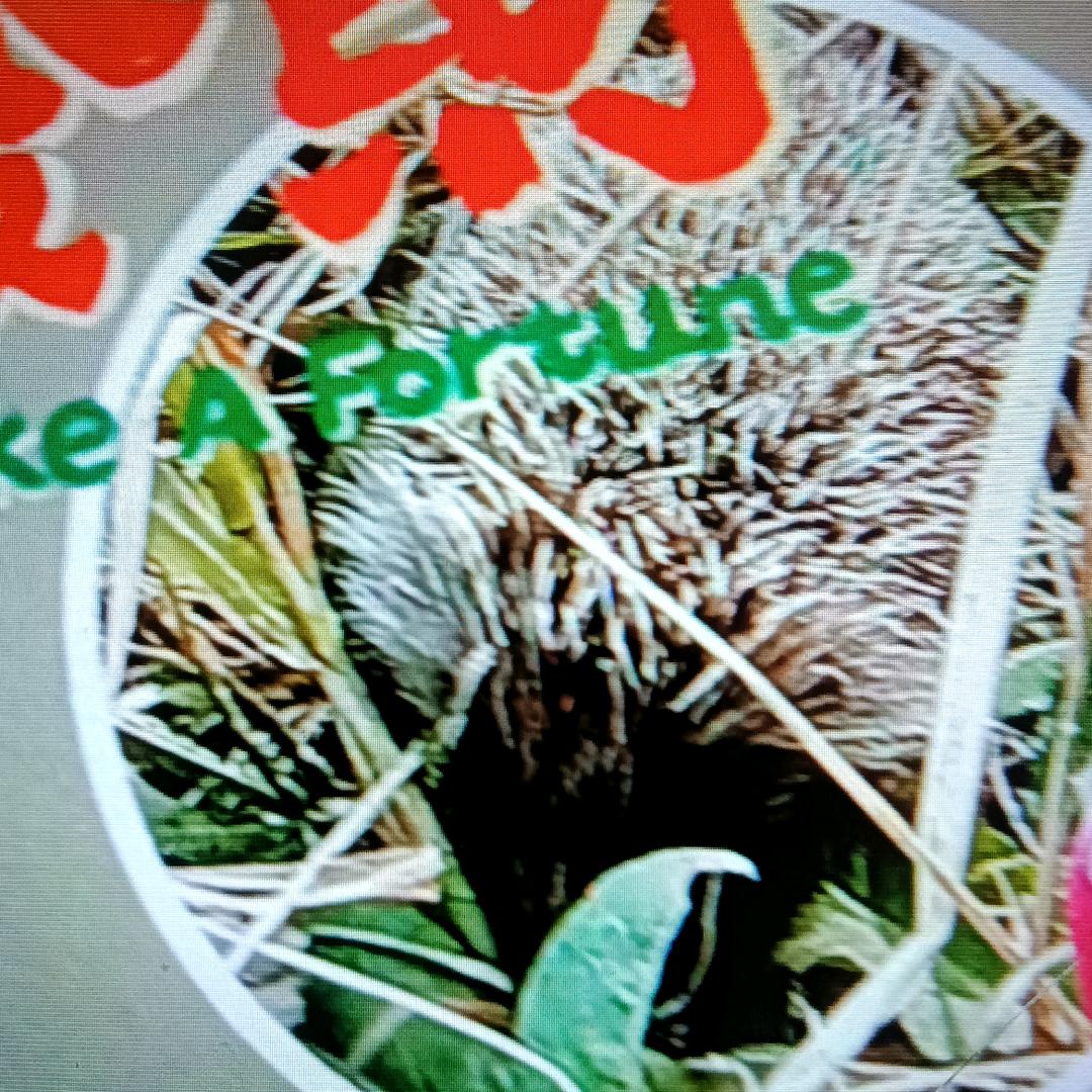 勿忘我，