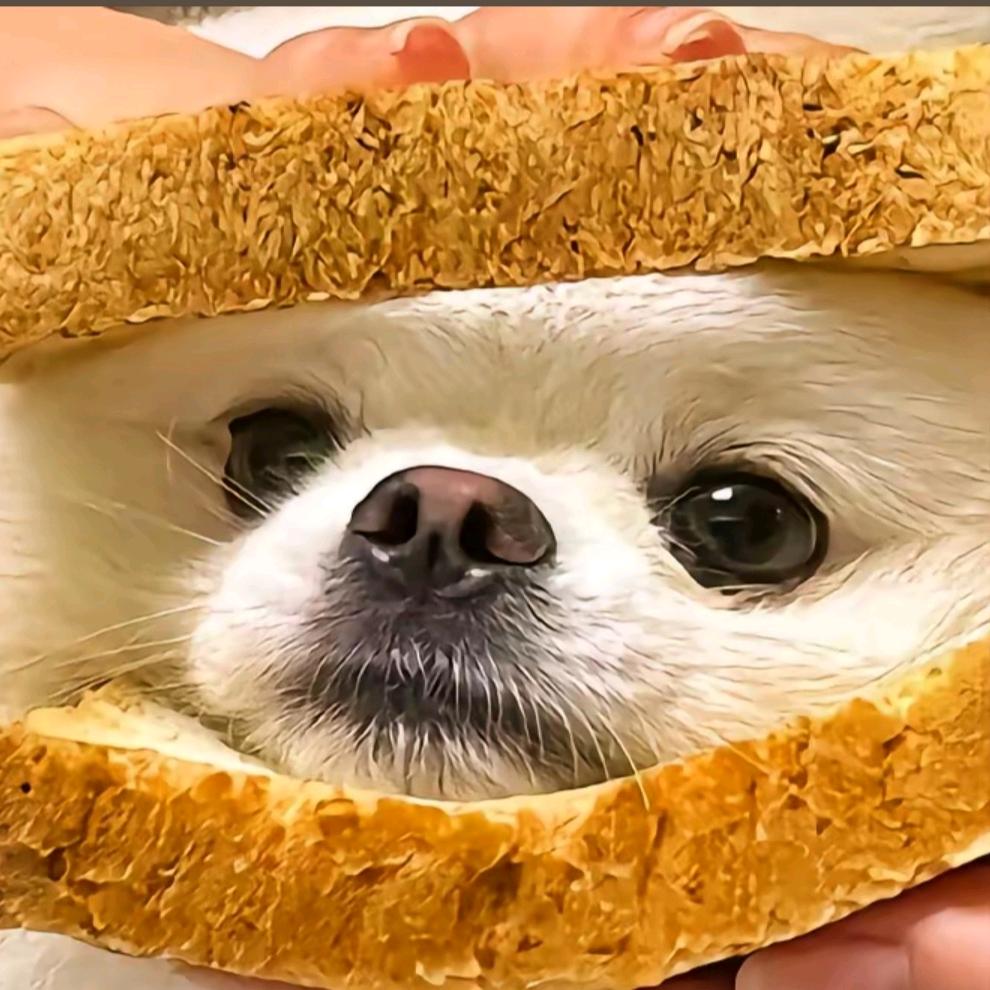 找到狗
