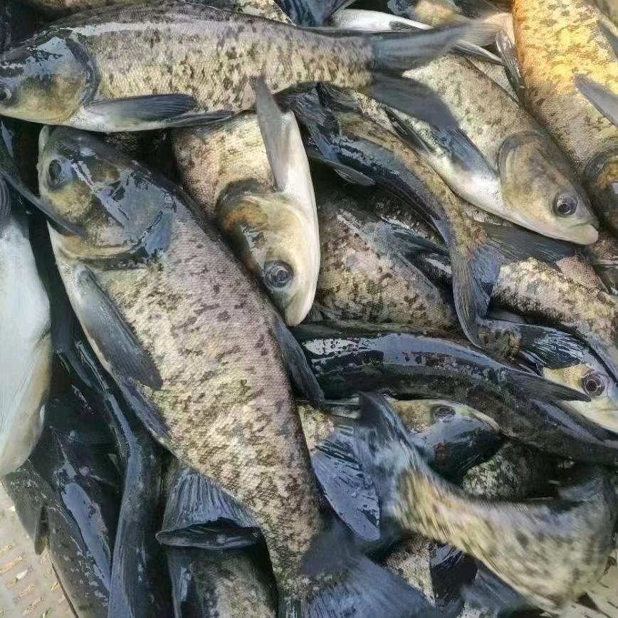 兴旺鱼苗
